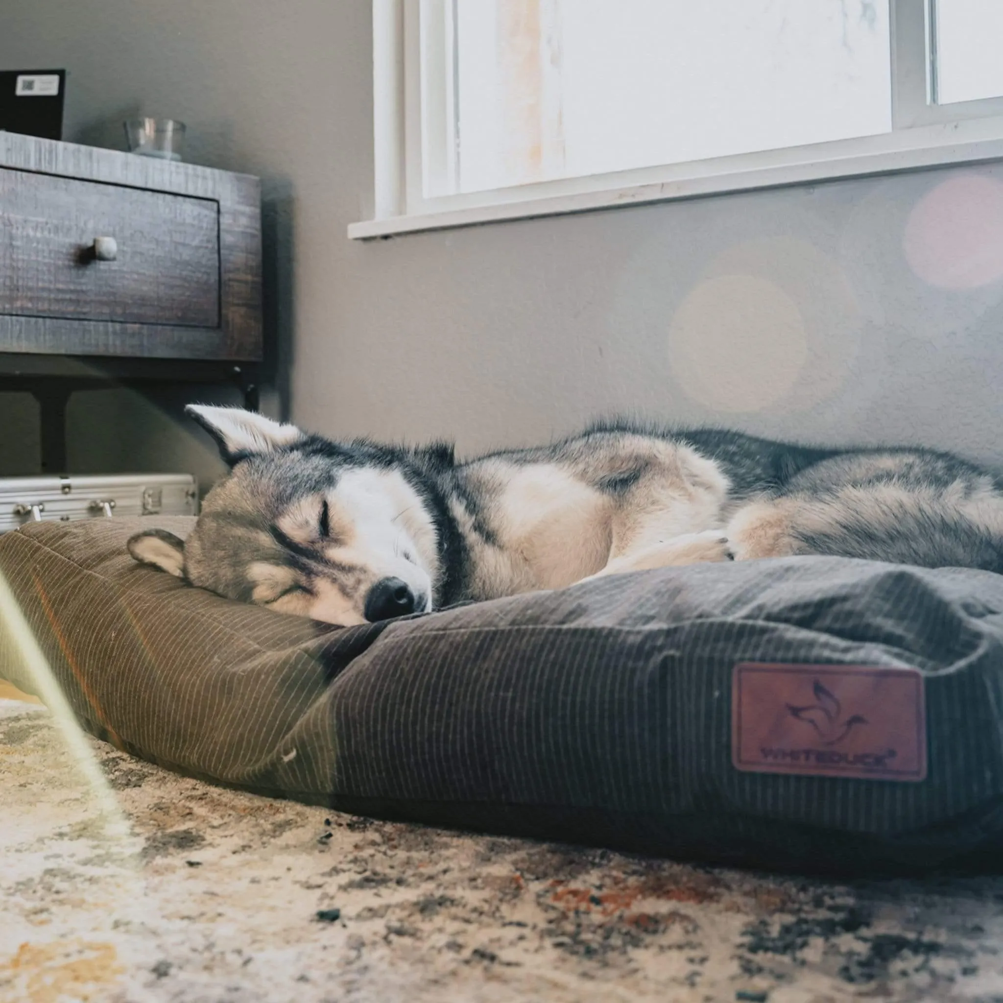 Dog Bed