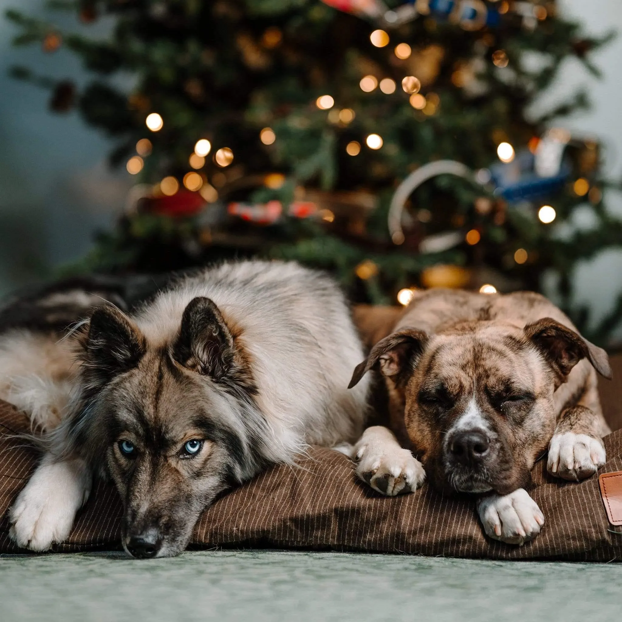 Dog Bed