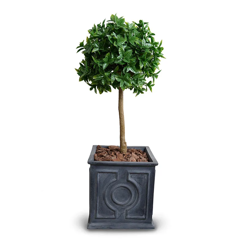 Holly Leaf Topiary