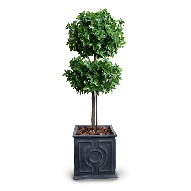 Holly Leaf Topiary