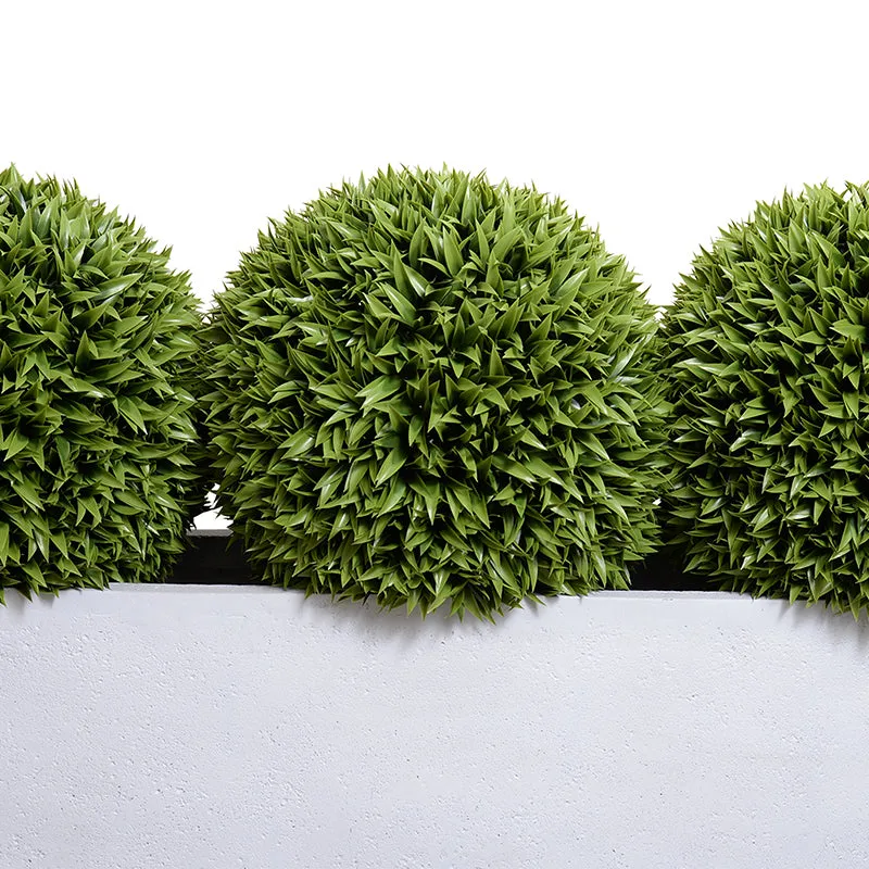 Podocarpus Balls x 3 in 65" Planter - 41"H