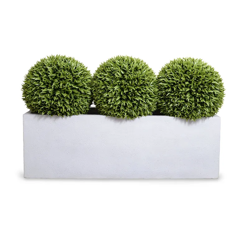 Podocarpus Balls x 3 in 65" Planter - 41"H