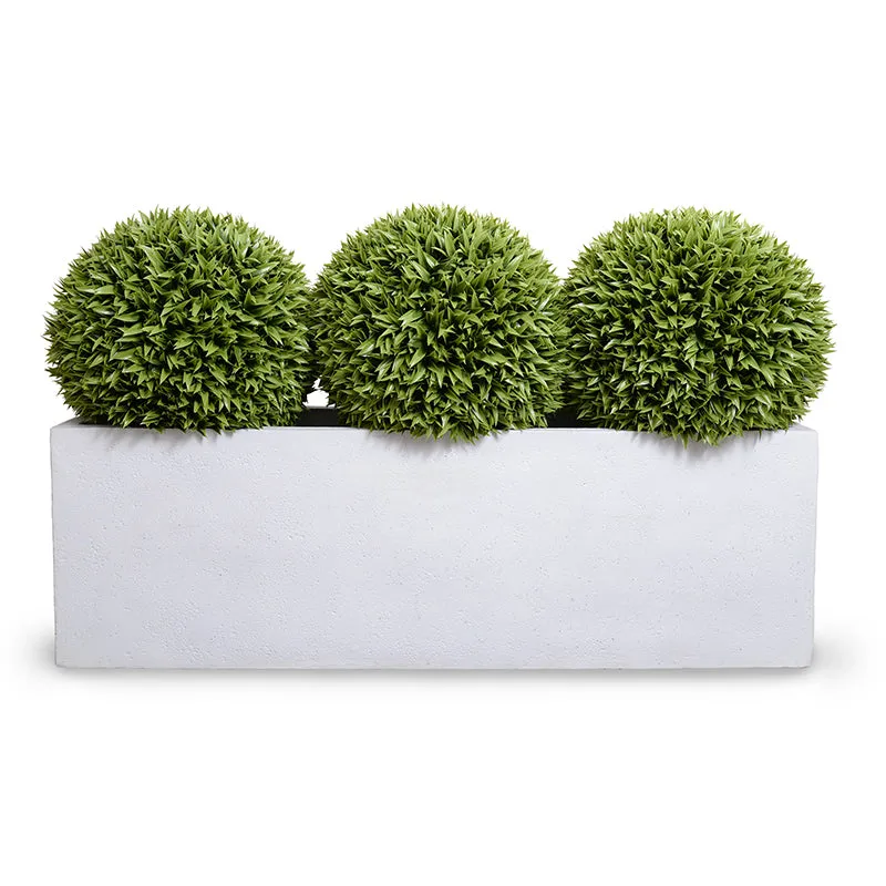 Podocarpus Balls x 3 in 65" Planter - 41"H