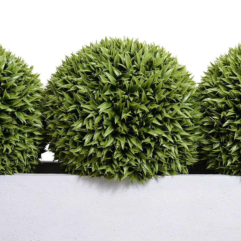 Podocarpus Balls x 3 in 65" Planter - 41"H